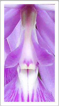 Austin Art Galleries